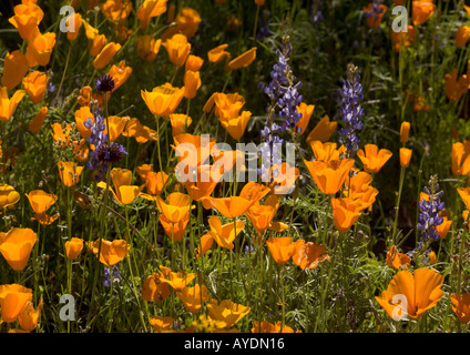 Mass of spring flowers in Organ Pipes National Monument mainly mexican gold poppies with lupines Lupinus sparsiflorus, Arizona Stock Photo