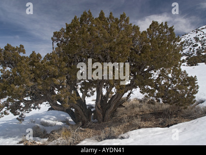 Utah juniper tree ( Juniperus osteosperma ) in snow Stock Photo