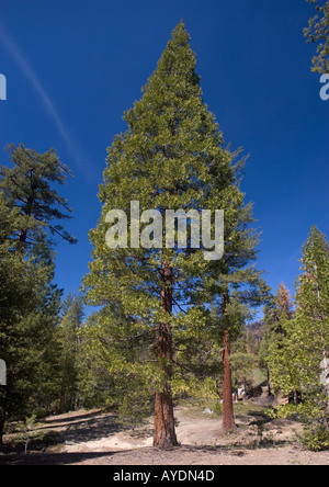 Incense cedar tree (Calocedrus decurrens = Libocedrus decurrens) Stock Photo