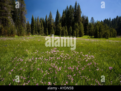 Jeffrey's shooting star  (Dodecatheon jeffreyi) in damp grassland Yosemite National Park Stock Photo