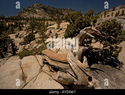 Ancient Sierra or western juniper tree  ( Juniperus occidentalis ) in Yosemite, California, USA Stock Photo