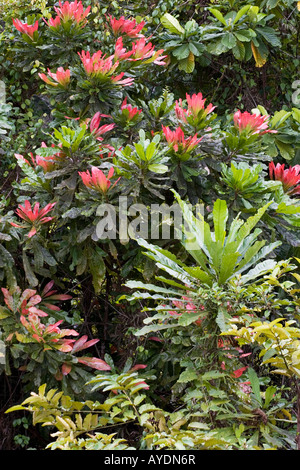 Evergreen trees, bushes and plants in tropical African rain forest, central Gabon Stock Photo