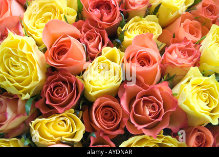 Bunch of fresh yellow and orange roses Stock Photo