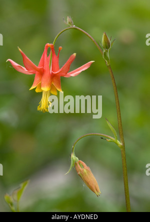 Crimson columbine in flower (Aquilegia formosa)  In aspen forest Sierra Nevada Stock Photo