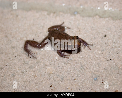 Southern cricket frog Acris gryllus Stock Photo