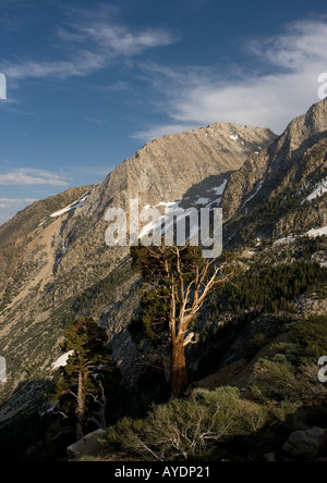Ancient Sierra or western juniper (Juniperus occidentalis) trees at high altitude in Yosemite National Park Tioga Pass area Stock Photo