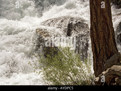 Jeffrey's pine (Pinus jeffreyi) by waterfall on Lee Vining river,  Sierra Nevada, USA Stock Photo