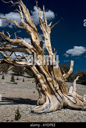 Bristlecone pine trees Pinus longaeva at c 11 000 ft in the White Mountains, California, USA Stock Photo