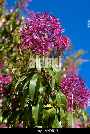 Tree fuchsia Fuchsia arborescens Stock Photo