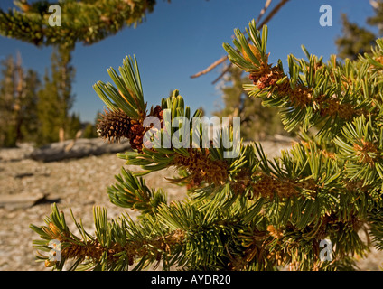 Bristlecone pine trees Pinus longaeva at c 11 000 ft in the White Mountains cones needles and flowers Stock Photo