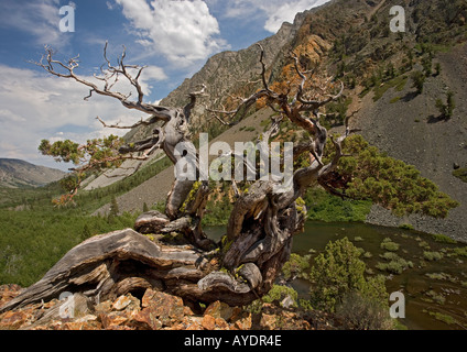A very old Sierra juniper or western juniper in the Lundy valley Sierra Nevada; Juniperus occidentalis Stock Photo