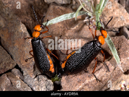 Mating beetles feeding In the Chocolate mountains Arizona California beetle Stock Photo