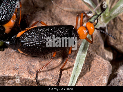 Mating beetles feeding In the Chocolate mountains Arizona California beetle Stock Photo
