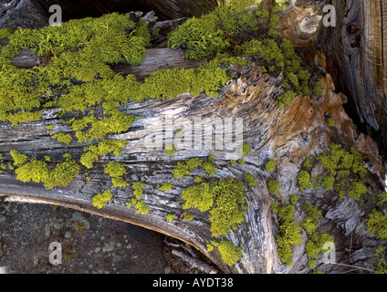 Wolf lichen, en masse, on old pine trunks at 11000 ft above Sonoran Pass Stock Photo