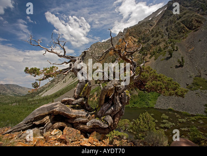 A very old Sierra juniper or western juniper Juniperus occidentalis in the Lundy valley Sierra Nevada Stock Photo