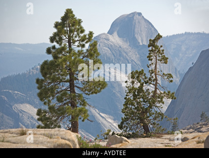 Yosemite National Park, Half dome seen through jeffrey and whitebark pine trees (Pinus jeffreyi) Stock Photo