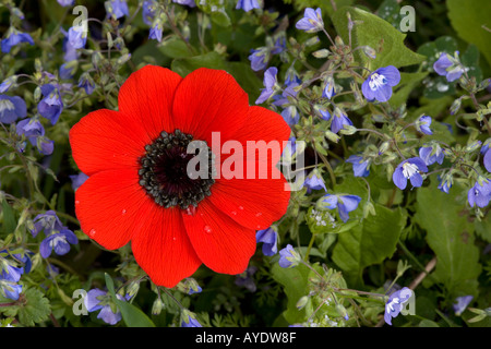 Peacock anemone amongst blue speedwell Veronica glauca Mani peninsula Greece; Anemone pavonina Stock Photo