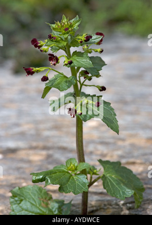 Nettle leaved figwort; Scrophularia peregrina Stock Photo