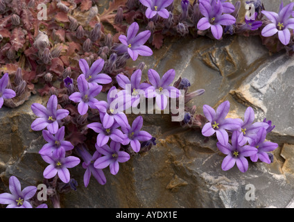 An endemic Peloponnese rock bellflower Mani peninsula. Campanula topaliana ssp. topaliana Stock Photo