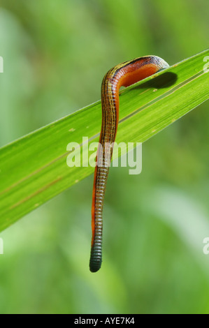 Tiger Leech (Haemadipsa picta), Danum Valley Conservation Area, Borneo ...