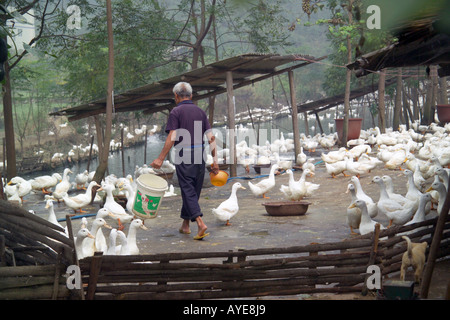 Peking duck farm Stock Photo