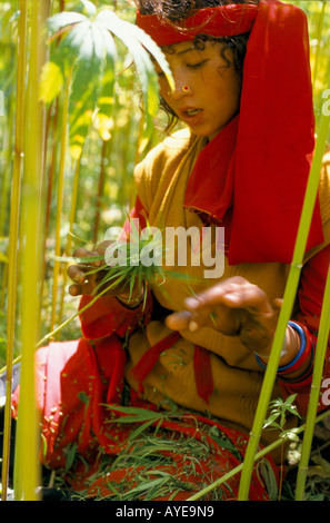 Bisu a young woman from Malana village rubs cannabis plants to extract the resin to make hashish balls