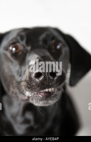 Black labrador Stock Photo