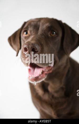 Chocolate labrador Stock Photo