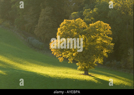 Tree in evening sunshine near Dryburgh, Scottish Borders, Scotland