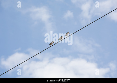 Three birds on a wire Stock Photo