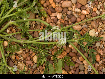 Knotted hedge parsley in flower and fruit; Torilis nodosa Stock Photo
