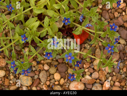 Blue form of scarlet pimpernel Anagallis arvensis ssp caerulea Stock Photo