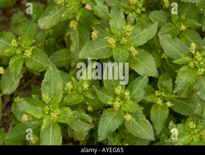 Annual mercury in flower; Mercurialis annua; Common garden weed Stock Photo
