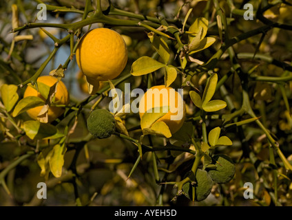 An unusual citrus fruit from China, Poncirus trifoliata Stock Photo