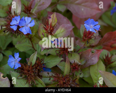 hardy blue-flowered leadwort, Ceratostigma plumbaginoides Stock Photo