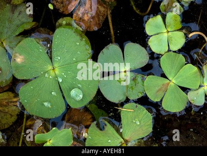 European waterclover (Marsilea quadrifolia) with 4 lobed leaves, close-up Stock Photo