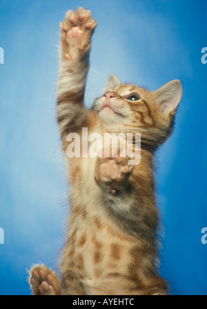 Red Tabby kitten seen from below Stock Photo