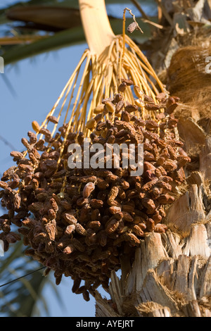 Fruit of a palm tree West Bank Luxor Nile valley Egypt Stock Photo