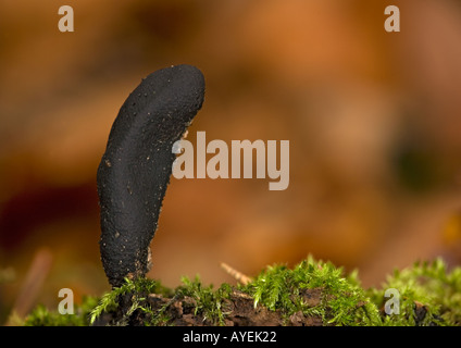Dead man's fingers Xylaria polymorpha in beech woodland Stock Photo