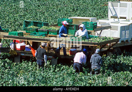 Broccoli harvest near Santa Maria California Stock Photo