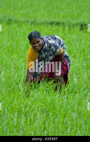 Women Working in a Rice Field in Gingee in Tamil Nadu South India Stock Photo