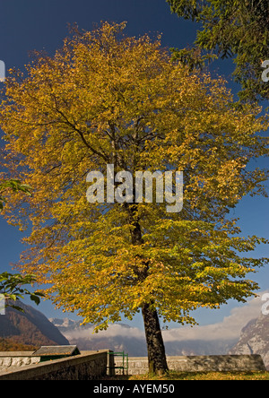 Small leaved lime tree with autumn colour Stock Photo