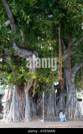 Banyan tree at Kailua Kona on the Big Island of Hawaii Stock Photo