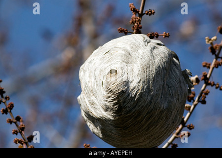 Wasp nest hanging from a tree branch in Boise Idaho Stock Photo
