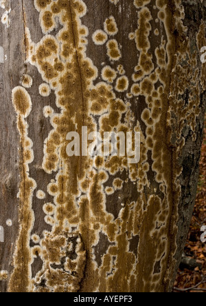 fungi on old trunk, full frame, close-up Stock Photo