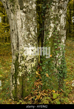 Old hornbeams Carpinus betulus mainly coppiced in natural woodland Stock Photo