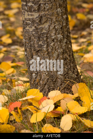 Aspen (Populus tremula) bark of lower trunk with fallen autumn leaves Stock Photo