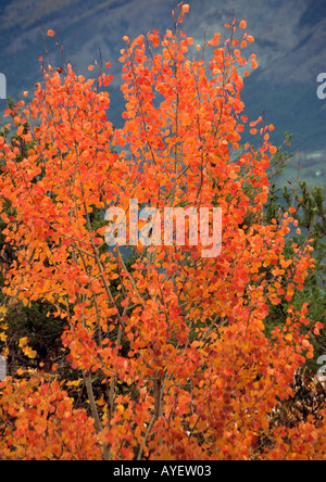 Aspen Populus tremula with stunning red autumn foliage Stock Photo
