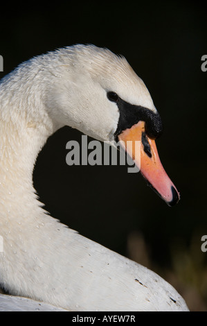 Cygnus olor. Mute swan Stock Photo