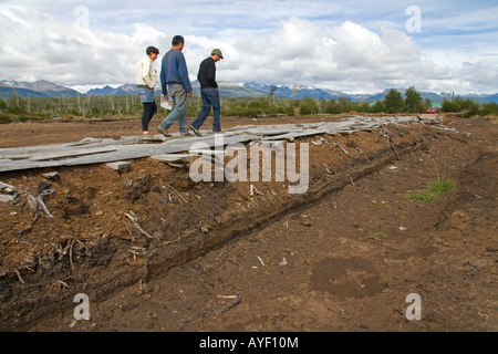 sphagnum moss, peat moss, bog moss, hummocks, mounds, swamp, bog, Ambersham  Common, Sussex, UK, January, wetland carr Stock Photo - Alamy